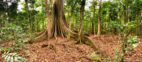 Giant Ficus Macrophylla Forma Macrophylla Moreton Bay Fi Flickr
