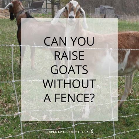 how to keep goats without a fence simple living country gal