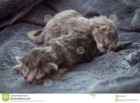 Little Newborn Kittens Lie On A Blanket Stock Image Image Of Small