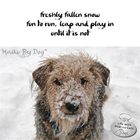 Haiku By Dog Not Life With Dogs And Cats