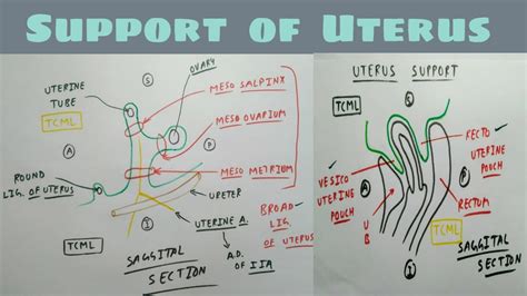 Support Of Uterus 4 Diagram Secondary Support Tcml Anatomy Youtube