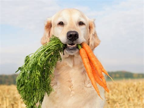 Nutritional Counseling For Pets Beverly Hills Veterinary Associates