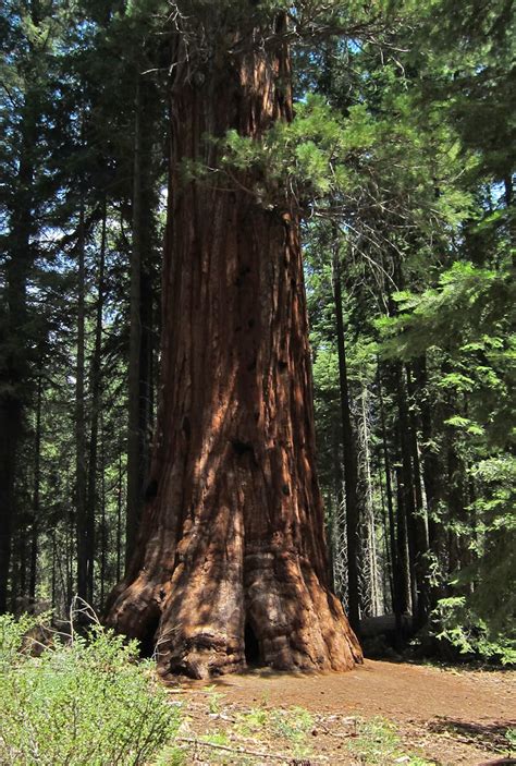 150 Years Of Saving The Giant Sequoia Save The Redwoods League