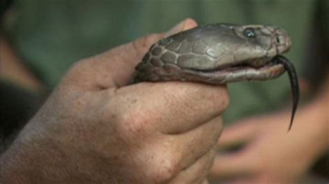 Largest Spitting Cobra Found