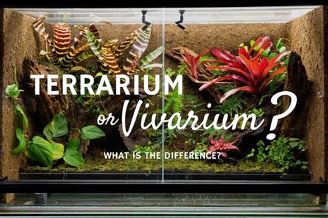 Terrarium Vs Vivarium Other Ariums Explained Terrarium Tribe