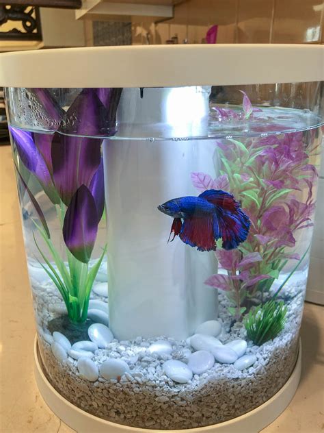 The Community Tank A Betta Fish Story Feeding The Famished