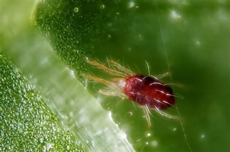 How To Get Rid Of Spider Mites In The Indoor Garden Garden Culture