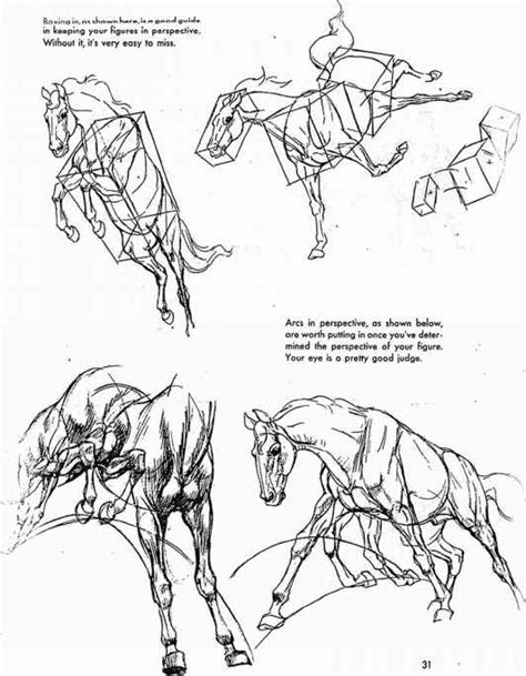 Muscle Action Animal Drawing Joshua Nava Arts