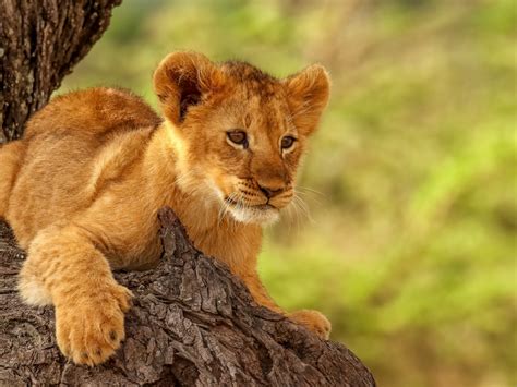 Download Lion Cub Cute Animal 1600x1200 Wallpaper Standard 43