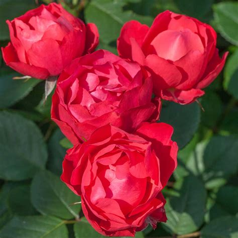 Cherry Bonica Melvilles Roses