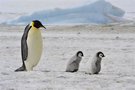 Emperor Penguins Marching To Extinction If We Dont Tackle Climate