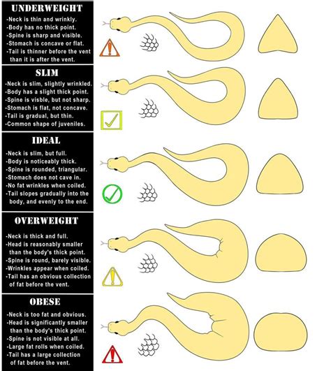 How To Tell If Your Ball Python Is Obeseunderweight Rhelpmyhusbandry