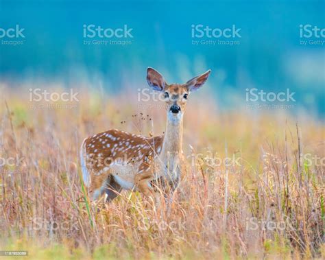 Whitetailed Deer Fawn Stock Photo Download Image Now Animals