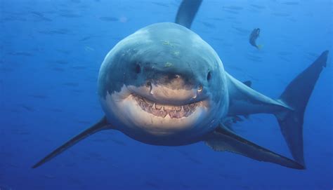 how misunderstood are sharks and what s the best way to clear the air about them r sharks