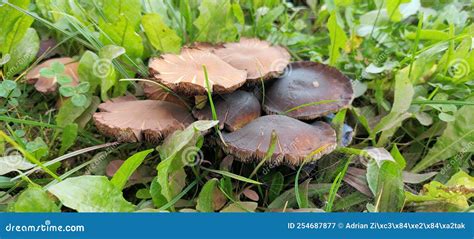 Little Brown Mushrooms In The Grass Stock Image Image Of Soil Brown