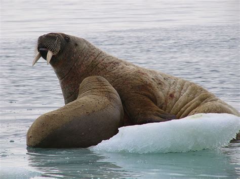 セイウチ（walrus）に出逢える厳選スポット｜カナダの野生動物 海洋生物｜生涯感動