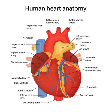 Una Ilustración Dibujada A Mano De La Anatomía Del Corazón Humano Con