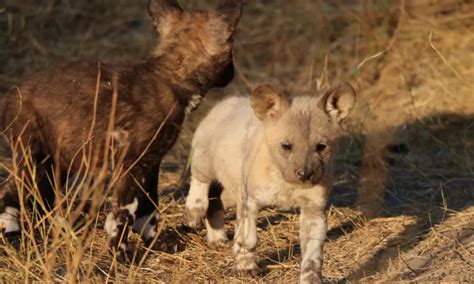 Watch Extremely Rare Leucistic White African Wild Dog Puppy Born In