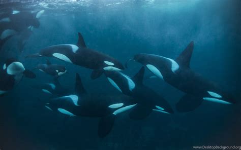 Wild Orca Underwater Wallpaper Desktop Background
