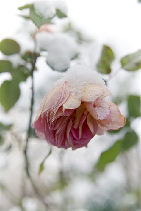 Snow Covered Rose Flower Photograph By Frank Tschakert