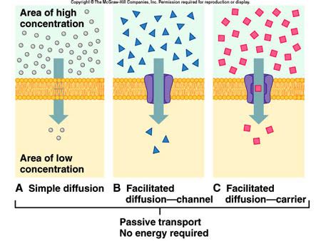 The transport of glucose and amino acid from the bloodstream into the cell is an example of facilitated diffusion. Does Facilitated Diffusion Require Energy - Energy Etfs