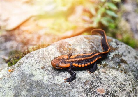 Salamander On The Rock Wildlife Reptile Salamander Spotted Orange And
