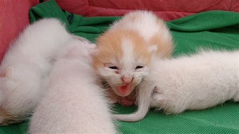 Newborn Kittens Hissing At Stranger When Mother Cat Is Away Youtube