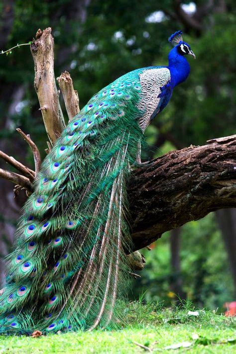 900 Real Peacocks Ideas In 2021 Peacock Peafowl Beautiful Birds