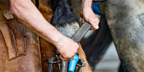Best Farrier Tools The Ultimate Farrier Tool List