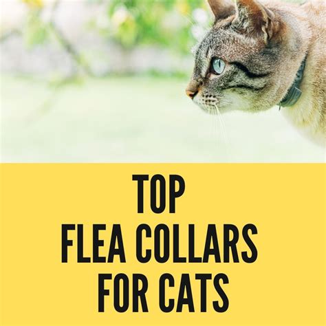 Good Flea Collars For Cats Birman Cats Guide
