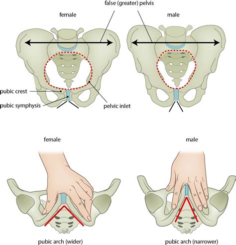 Leiden Drawing Differences Between Male And Female Pelvis English