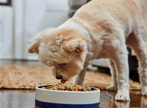 Ollie was started in 2016 but a group of dog owners and lovers in new york who are passionate about making healthy food more easily available to dogs. Is Chicken Good For Dogs? - Ollie Blog
