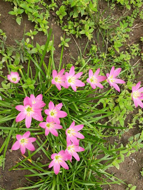 Paling Keren 19 Gambar Bunga Yg Bagus Dan Indah Gambar Bunga Indah