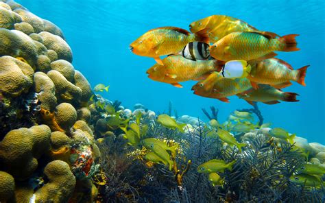 Corals Fish Underwater Ultra Hd Wallpaper