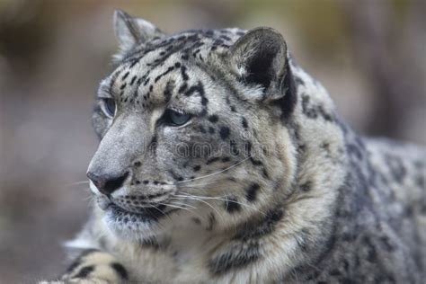 Portrait Of Adult Snow Leopard Panthera Uncia Stock Photo Image Of