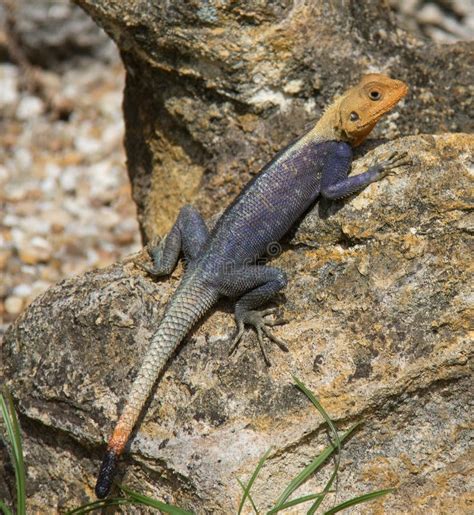 Red Headed Agama From Madagascar Stock Photo Image Of Reptile