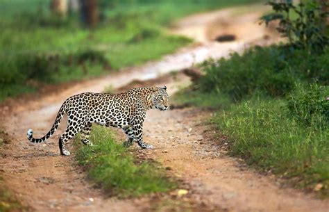 Wildlife Sanctuary Top Wildlife Sanctuaries In India