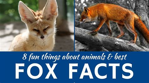 Foxes 8 Interesting Facts About Wild And Domestic Animals Animals
