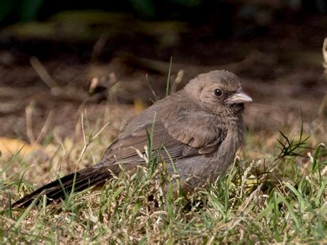 Aberts Towhee Ebird