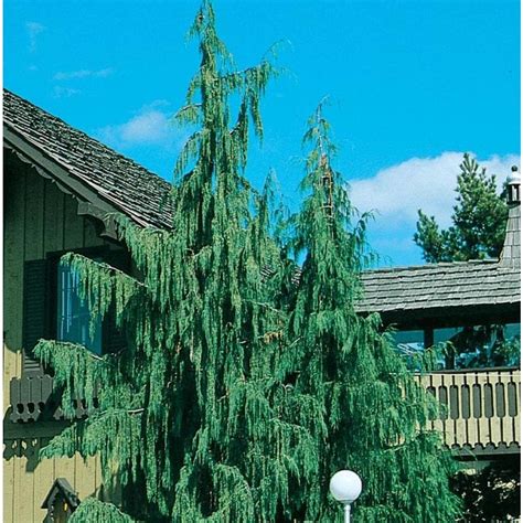 127 Gallon Weeping Alaskan Cedar Feature Tree In Pot With Soil