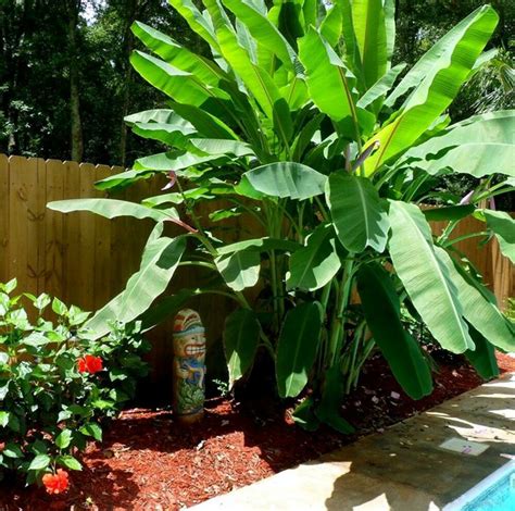 Picture of banana tree with fruit. Tropical *DWARF* BANANA Tree Seeds Plant Fruit Edible ...
