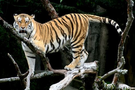 File:Siberian Tiger sf.jpg - Wikipedia