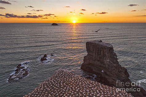 Muriwai Art For Sale Fine Art America