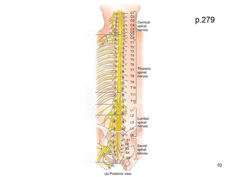 Posterior View Of Longitudinal Spinal Cord Diagram Quizlet