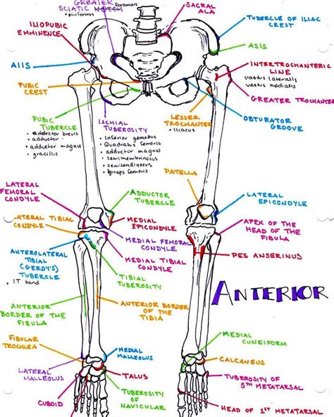 A Refresher On The Bony Landmarks Of The Lower Extremity Leg Legs