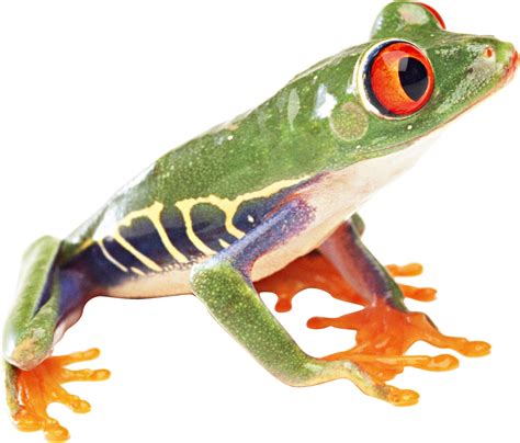 Colorful Frog Image Png Transparent Background Free Download 43150
