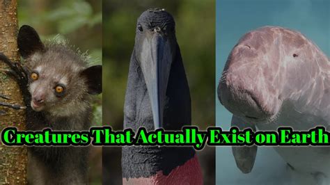 10 Astonishing Creatures That Actually Exist On Earth Animals Facts
