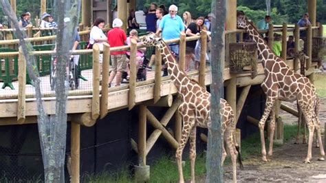 Feeding The Giraffes At The Columbus Zoo Youtube