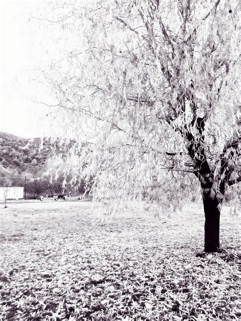 Bw Willow Tree Photograph By Ioanna Papanikolaou Fine Art America