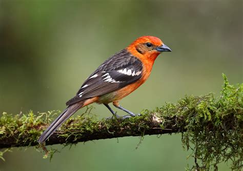 Where To Find Flame Colored And Hepatic Tanagers Birds And Blooms